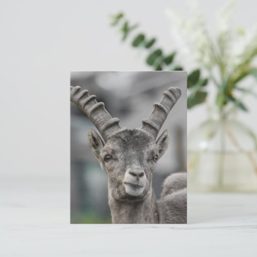 Alpine ibex Portrait Briefkaart (Staand voorkant)