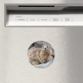 Alpine Marmot Magnet Magneet (Insitu (Vaatwasser))