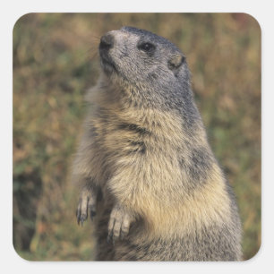 Alpine Marmot, Marmota marmota, volwassen staat Vierkante Sticker