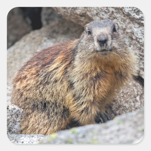 Alpine Marmot Sticker (Voorkant)