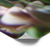 Alpine Tundra reeks Poster (Hoek)