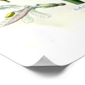 Alpinia officinarum (Galangal) Poster (Hoek)