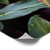 Alpínia purpurata 2 poster (Hoek)