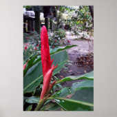 Alpínia purpurata 2 poster (Voorkant)