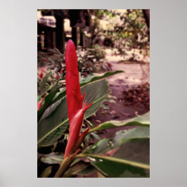 Alpínia purpurata 3 poster