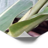 Alpínia purpurata 4 poster (Hoek)