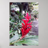 Alpínia purpurata 4 poster (Voorkant)