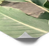 Alpínia purpurata poster (Hoek)