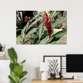 Alpínia purpurata poster (Thuiskantoor)