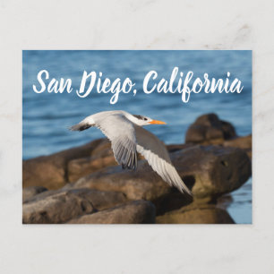 Als de Tern vliegt San Diego, Californië Briefkaart
