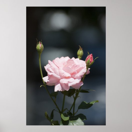 Als een roos poster (Voorkant)