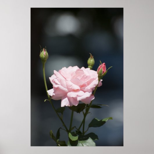 Als een roos poster (Voorkant)