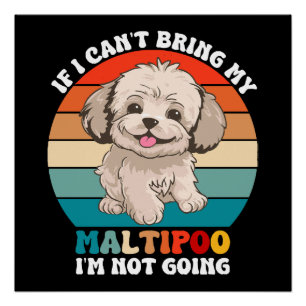 Als ik mijn Maltipoo hond niet kan meenemen, ga ik Perfect Poster