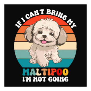 Als ik mijn Maltipoo-hond niet mee kan brengen, ga Foto Afdruk