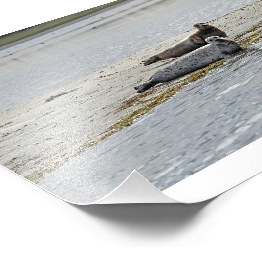 Als Odde/Danemark Phoque Photo Imprimer! (Coin)