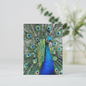Als Proud als Peacock Briefkaart (Staand voorkant)