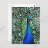 Als Proud als Peacock Briefkaart (Voorkant / Achterkant)