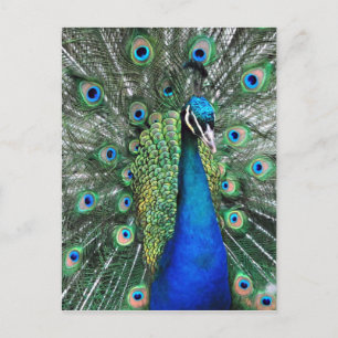 Als Proud als Peacock Briefkaart