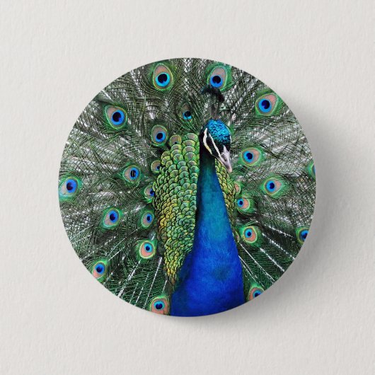 Als Proud als Peacock Ronde Button 5,7 Cm (Voorkant)