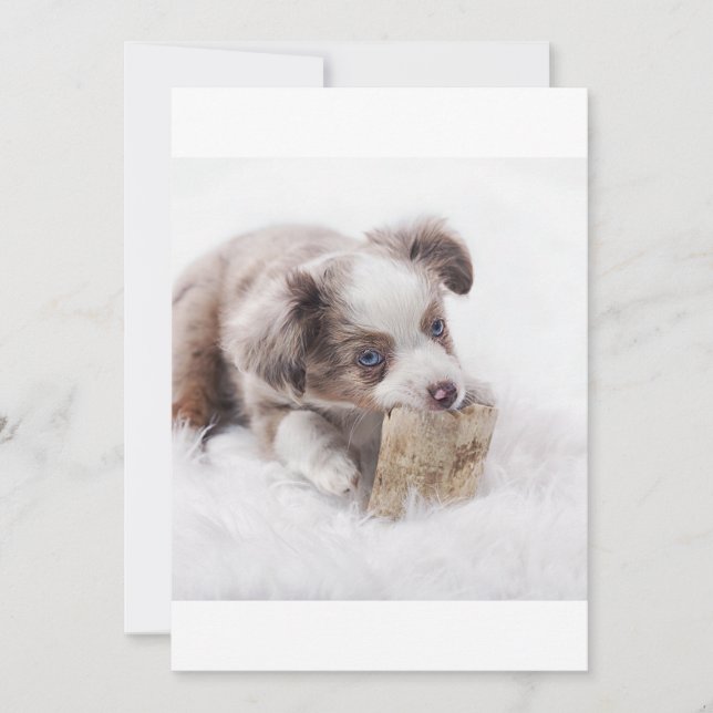 Als rode, eenzame puppy (Voorkant)