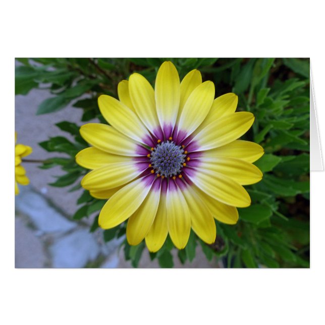  als zonneschijn (Voorkant Horizontaal)