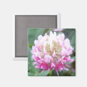Alsike Clover Blossom 1 Magnet (Recto/Verso)