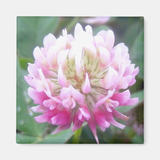 Alsike Clover Blossom 1 Magnet (Devant)