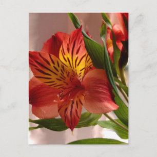 Alstroemeria Autumn Briefkaart