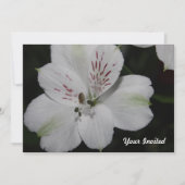Alstroemeria blanche Invitation (Devant)