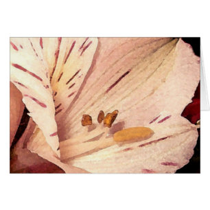 Alstroemeria en fleurs