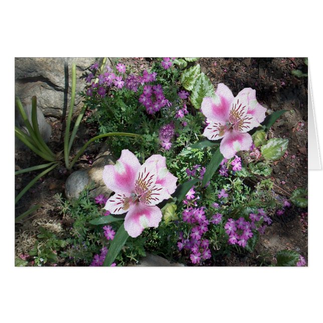 Alstroemeria Flowers (Voorkant Horizontaal)