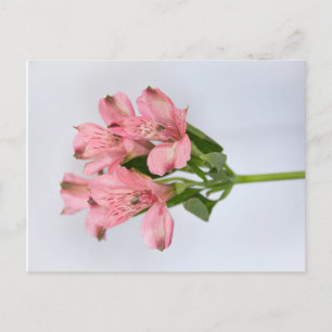 Alstroemeria Flowers Briefkaart