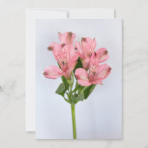 Alstroemeria Flowers
