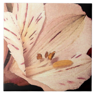 Alstroemeria in bloei tegeltje