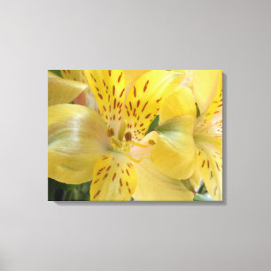 Alstroemeria jaune toile étirée