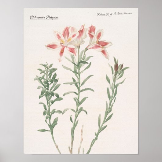 Alstroemeria Pelegrina Poster (Voorkant)