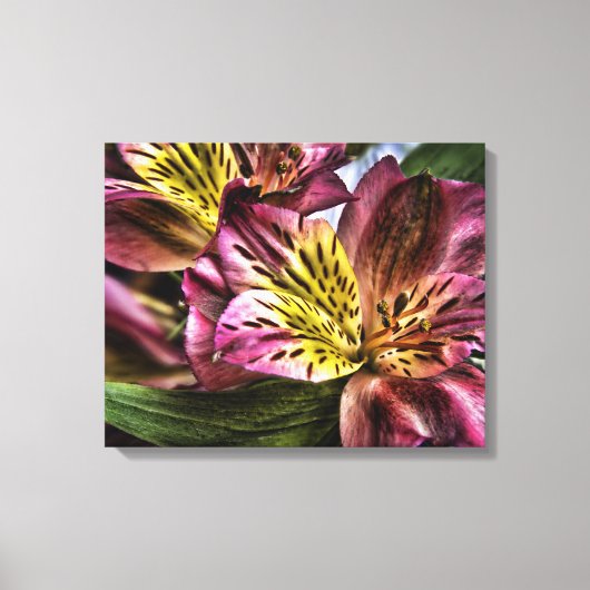 Alstroemeria Pérou Lily fleur toile Imprimer (Recto)