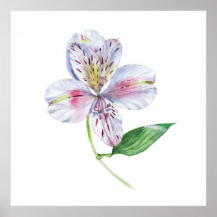 Alstroemeria Peruaanse lelie Botanische aquarel Poster