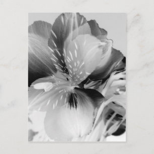 Alstroemeria Peruvian Lily Flower in Black & White Briefkaart