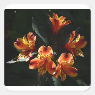 alstroemeria vierkante sticker