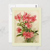 Alstromeria Briefkaart (Voorkant / Achterkant)