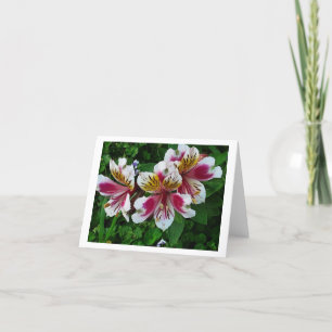 Alstromeria Princess lilies Feestdagen Kaart