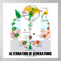 Alternatie van generaties (cyclus van de bloeitijd