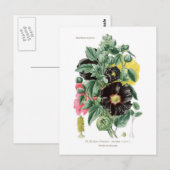 Althaea rosea (Hollyhock) Briefkaart (Voorkant / Achterkant)