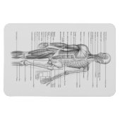 Altijd leren: Menselijk lichaam Anatomie Grafiek Magneet (Horizontaal)