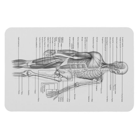 Altijd leren: Menselijk lichaam Anatomie Grafiek Magneet (Horizontaal)