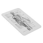 Altijd leren: Menselijk lichaam Anatomie Grafiek Magneet (Rechterzijde)