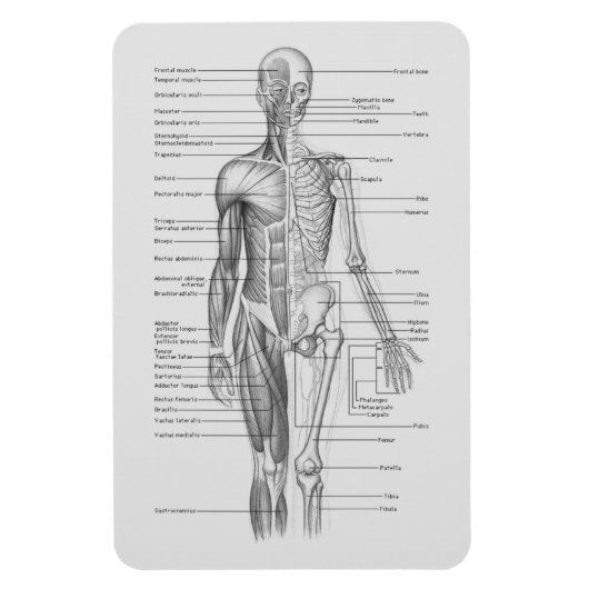 Altijd leren: Menselijk lichaam Anatomie Grafiek Magneet (Verticaal)