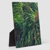 Altijdgroene naaldboom conifeer fotoplaat (Zijkant)