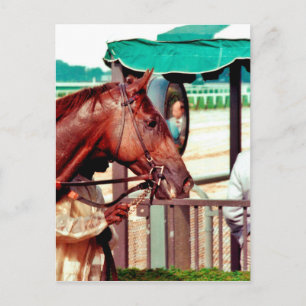 Alydar Thoroughbred 1979 Briefkaart